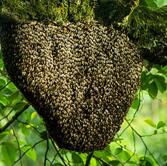 Sylhet Forest Honey