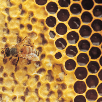 Kashmiri Honey